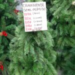 arbol canadiense de 0.9m