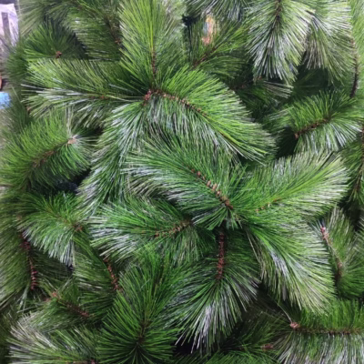 arbol pino verde claro coposo