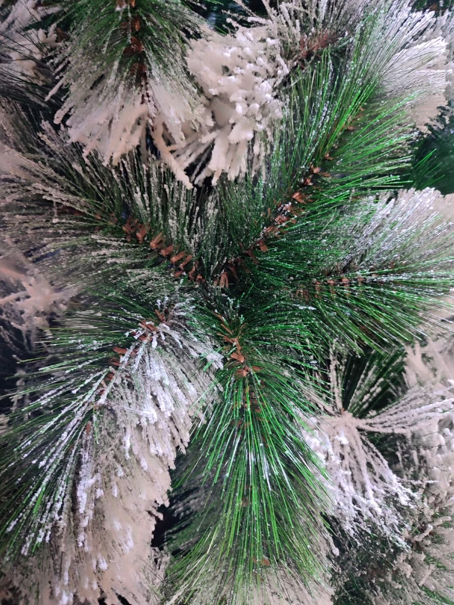 rama de arbol pino con nieve nevado